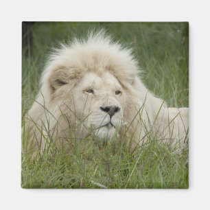 South Africa, East London, Inkwenkwezi Private Magnet