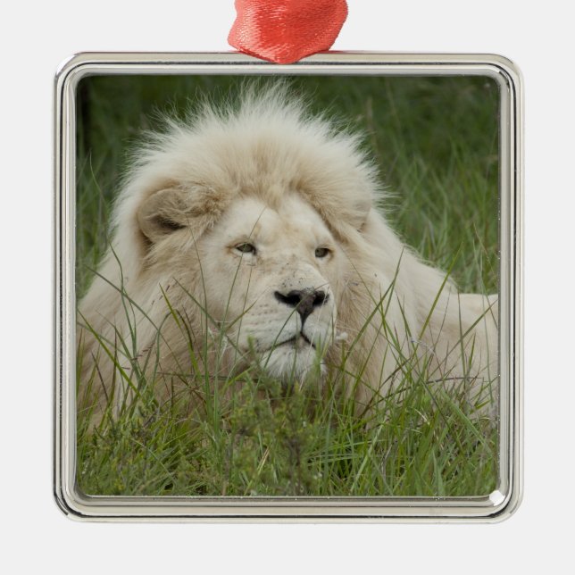 South Africa, East London, Inkwenkwezi Private Metal Tree Decoration (Front)