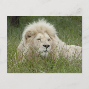 South Africa, East London, Inkwenkwezi Private Postcard