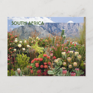 South Africa: floral display of wildflowers Postcard