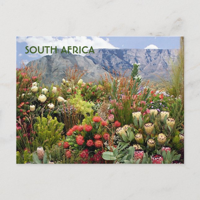 South Africa: floral display of wildflowers Postcard (Front)