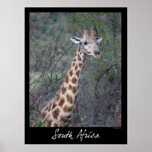 South Africa Giraffe Poster