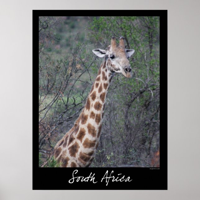 South Africa Giraffe Poster (Front)