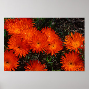 South Africa Green Orange Succulent Flowers Poster