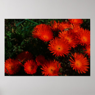 South Africa Green Orange Succulent Flowers Poster