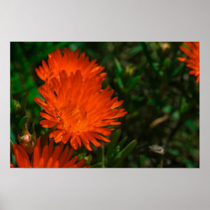 South Africa Green Orange Succulent Flowers Poster
