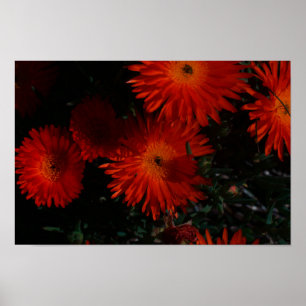 South Africa Green Orange Succulent Flowers Poster