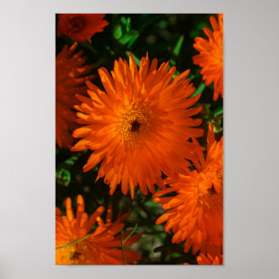 South Africa Green Orange Succulent Flowers Poster