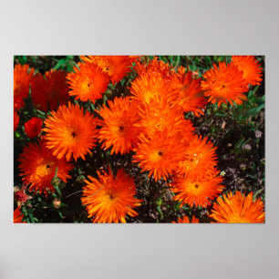 South Africa Green Orange Succulent Flowers Poster