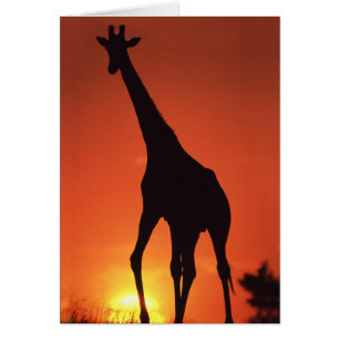 South Africa, Kruger NP. Giraffe (Giraffa