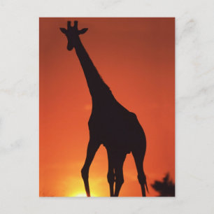 South Africa, Kruger NP. Giraffe (Giraffa Postcard