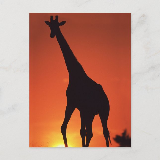 South Africa, Kruger NP.  Giraffe (Giraffa Postcard (Front)