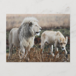 South Africa Lion as king Postcard