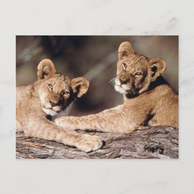 South Africa, lion cubs Postcard (Front)