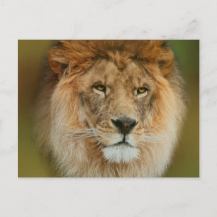 South Africa Majestic Lion Close up Postcard