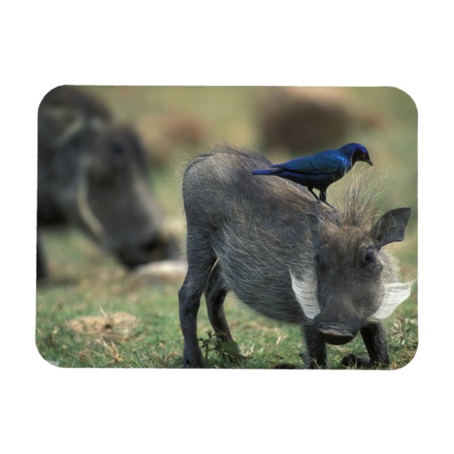 South Africa, Pilanesburg GR, Warthog Magnet (Horizontal)