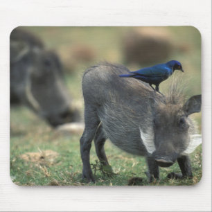 South Africa, Pilanesburg GR, Warthog Mouse Mat