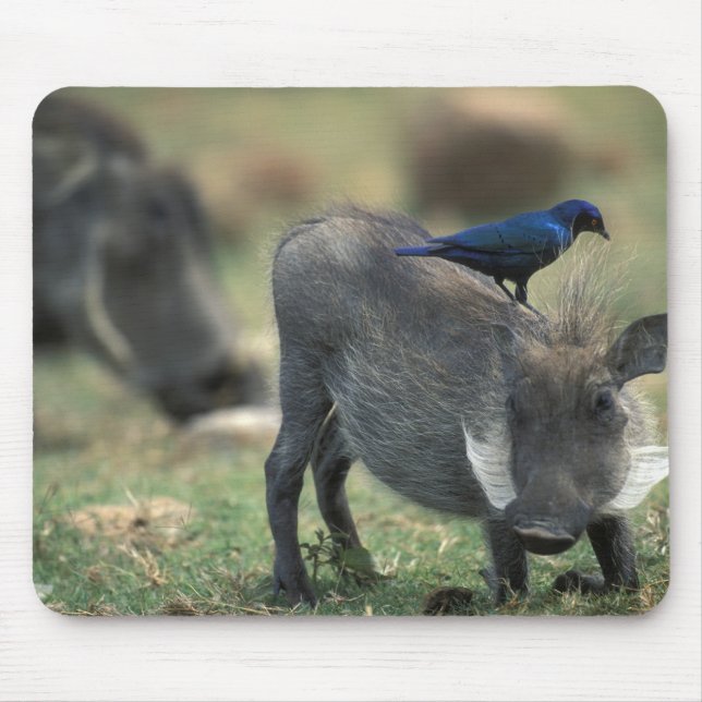South Africa, Pilanesburg GR, Warthog Mouse Mat (Front)