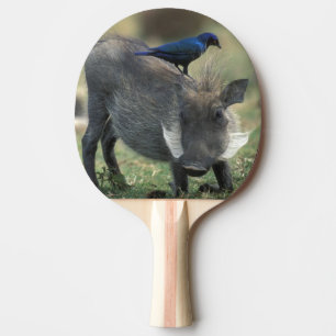 South Africa, Pilanesburg GR, Warthog Ping Pong Paddle