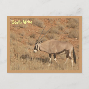 South Africa Postcard