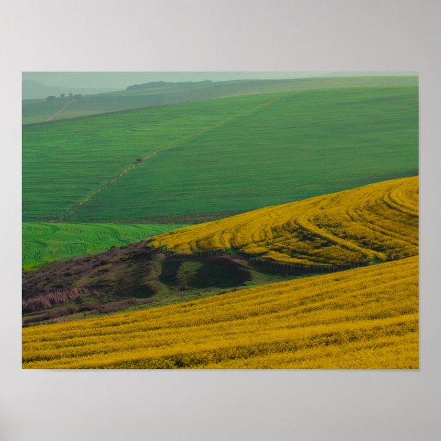 South Africa Rural Landscape Canola Fields Poster (Front)