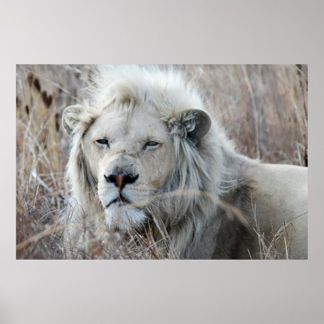 South Africa White Lion resting Poster (Front)