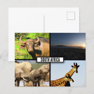 South Africa Wildlife Photo Collage Postcard