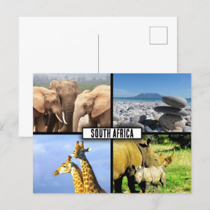 South Africa Wildlife Photo Collage Postcard