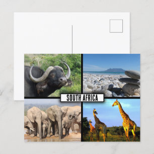 South Africa Wildlife Photo Collage Postcard