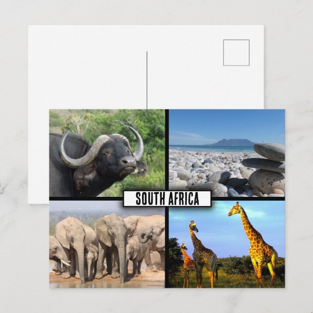 South Africa Wildlife Photo Collage Postcard (Front/Back)