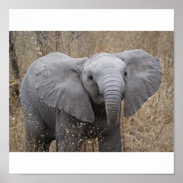 South African Baby Elephant Poster (Front)