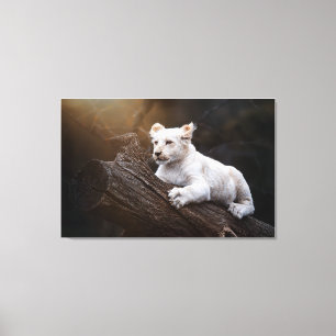 South African Cute White Lion Cub Canvas Print