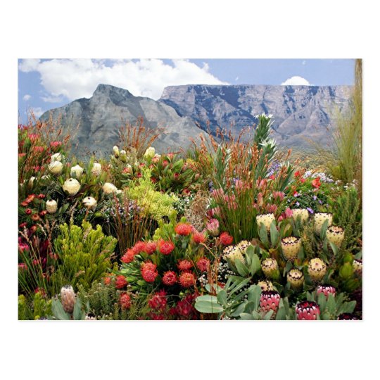 South African floral display of wildflowers Postcard