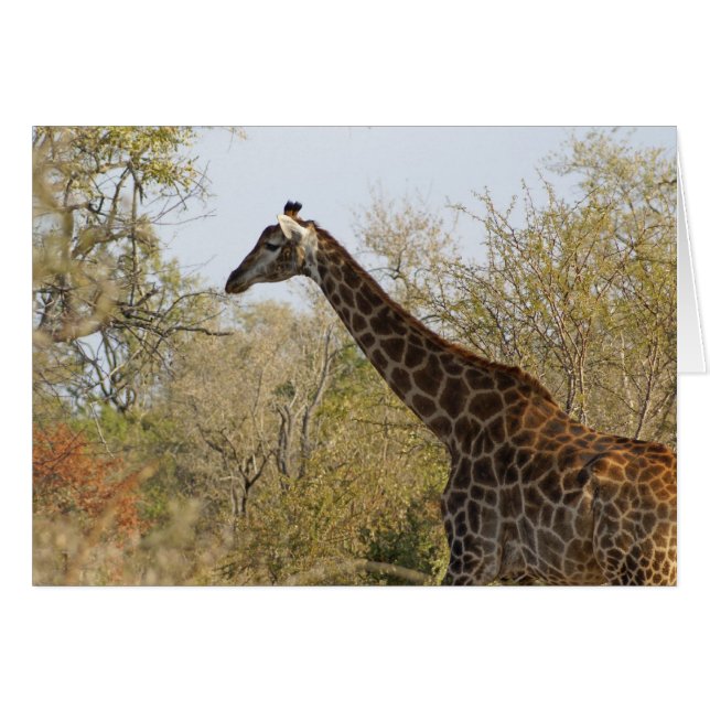 South African Giraffe (Front Horizontal)