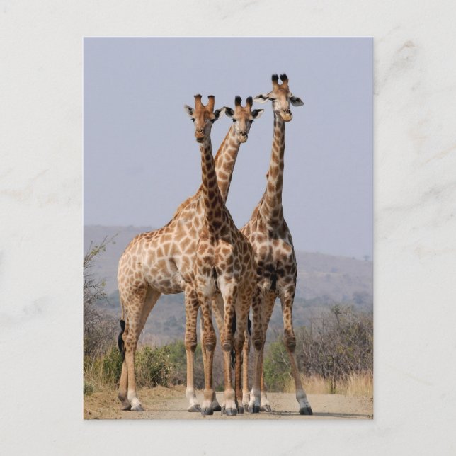 South African Giraffe National Park Postcard (Front)