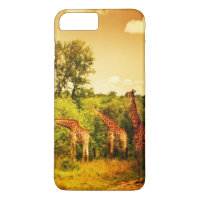 South African giraffes