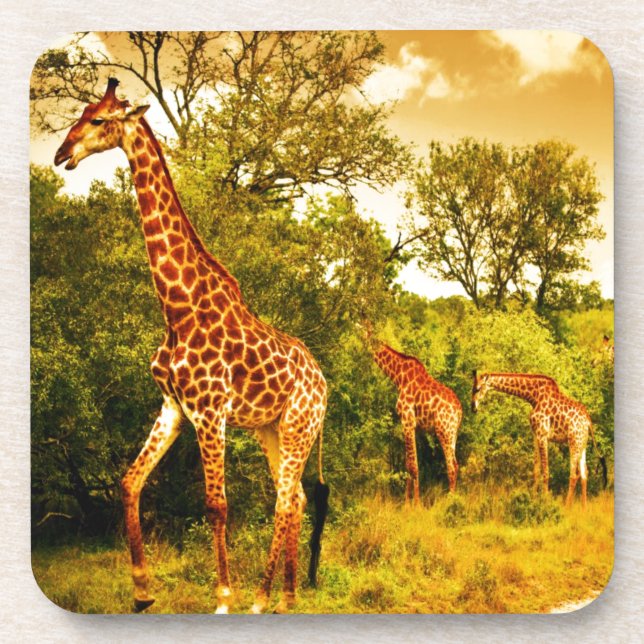 South African giraffes Coaster (Front)