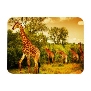 South African giraffes Magnet