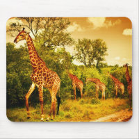 South African giraffes