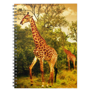 South African giraffes Notebook
