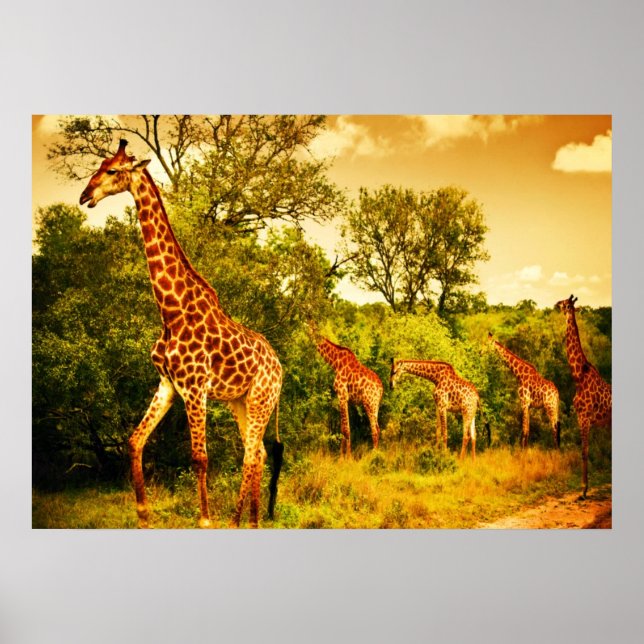 South African giraffes Poster (Front)