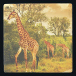 South African giraffes Stone Coaster<br><div class="desc">Image of a South African giraffes,  big family graze in the wild forest,  wildlife animals safari,  Kruger National Park,  bushes of Sabi Sand game drive reserve,  beautiful nature of Africa continent © and ® Bigstock® - All Rights Reserved.</div>