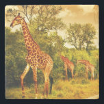 South African giraffes Stone Coaster<br><div class="desc">Image of a South African giraffes,  big family graze in the wild forest,  wildlife animals safari,  Kruger National Park,  bushes of Sabi Sand game drive reserve,  beautiful nature of Africa continent © and ® Bigstock® - All Rights Reserved.</div>