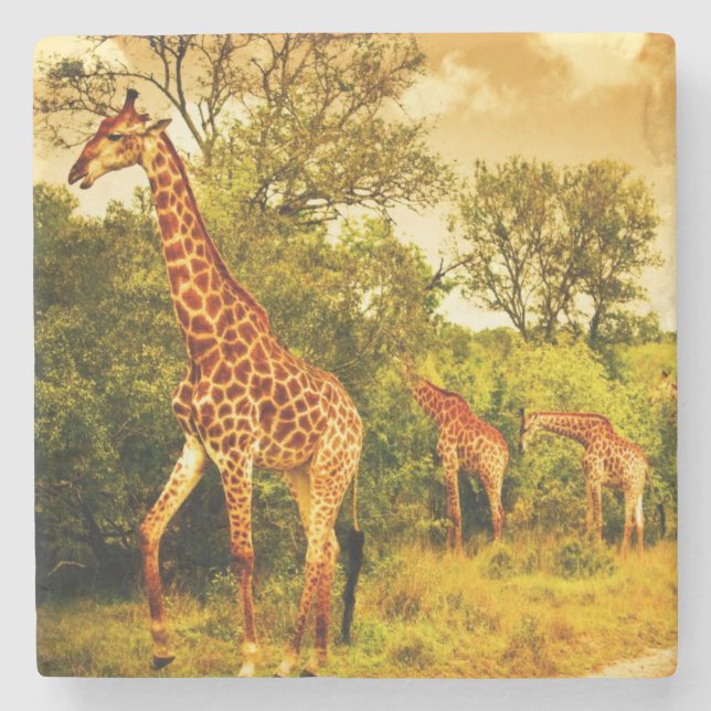 South African giraffes Stone Coaster (Front)