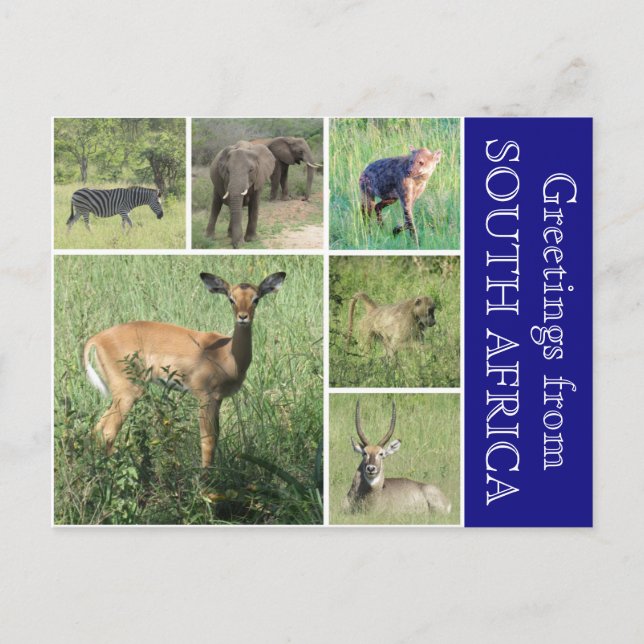 south african greetings postcard (Front)