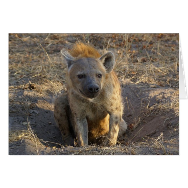 South African Hyena (Front Horizontal)