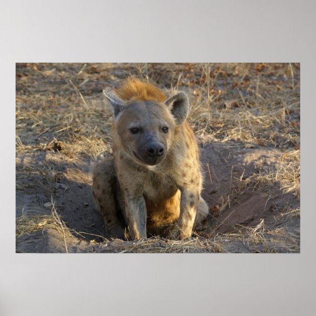 South African Hyena Poster (Front)