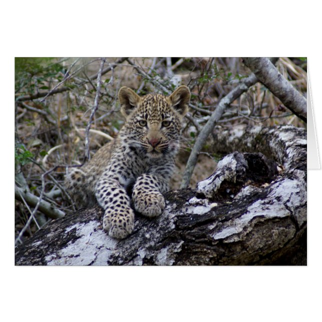 South African Leopard Cub (Front Horizontal)