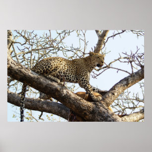 South African Leopard Poster