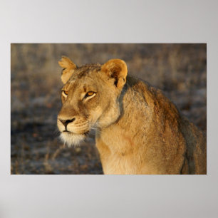 South African Lion Poster